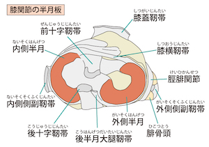 膝関節の半月板