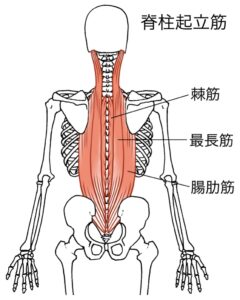 脊柱起立筋